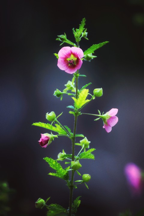 Unknown name