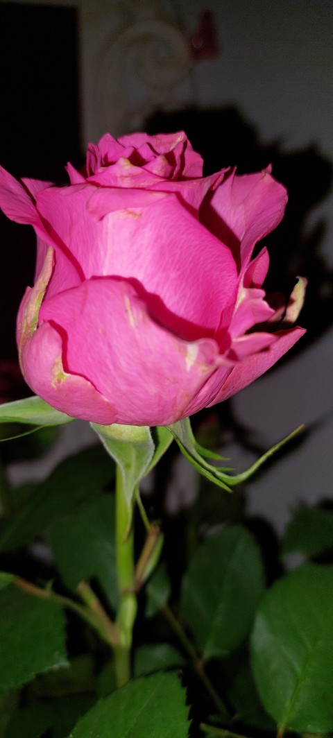 night time rose