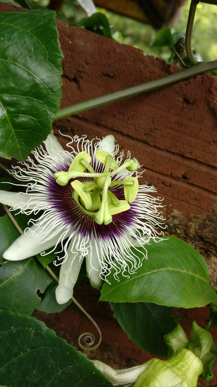 passion flower