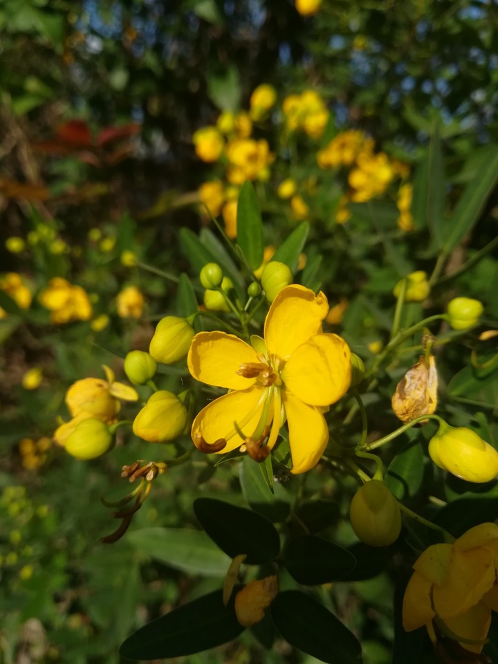 flower