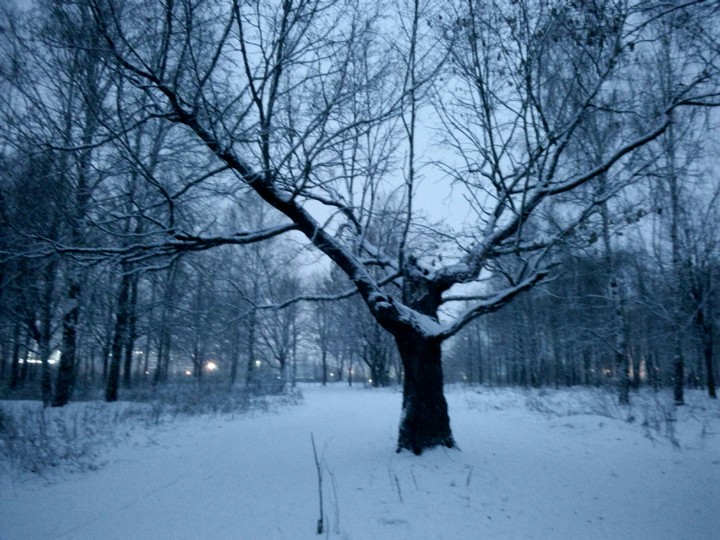 winter tree