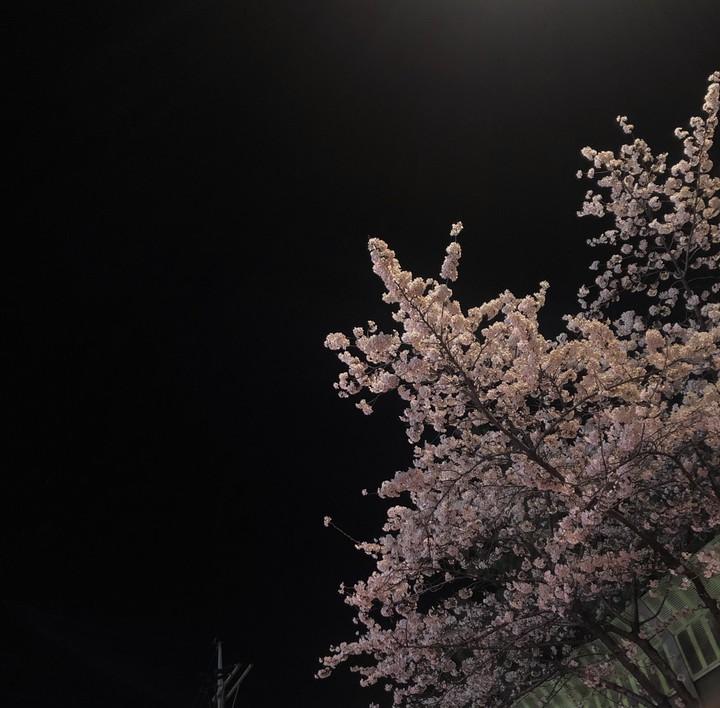 cherry blossoms