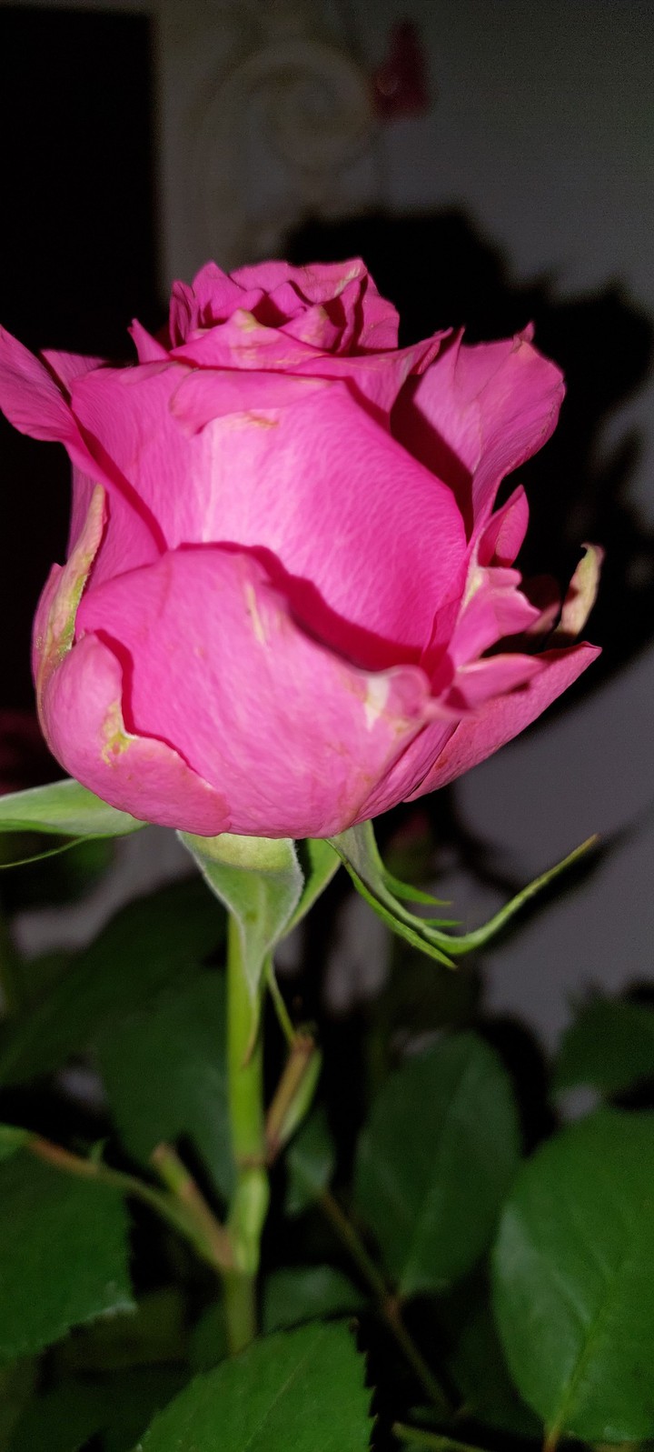 night time rose