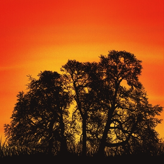 Bäume im Sonnenuntergang