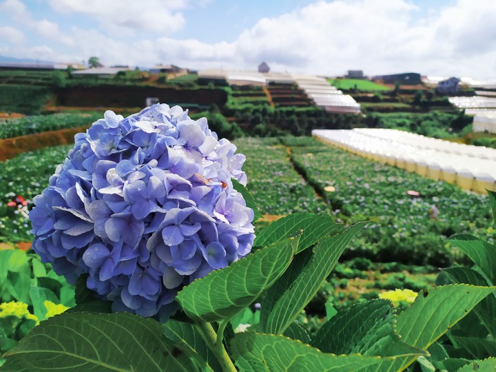 Hydrangeas