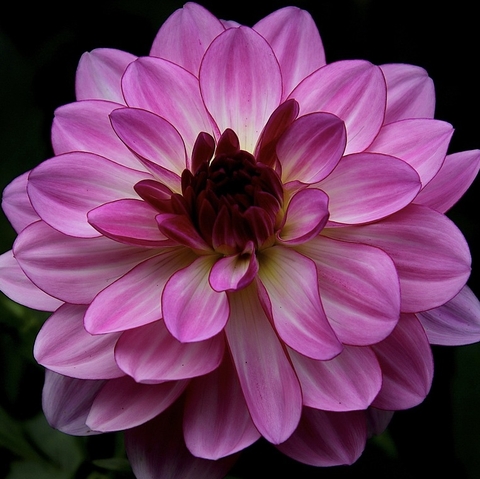 Pink Flower