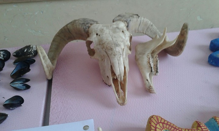 skull