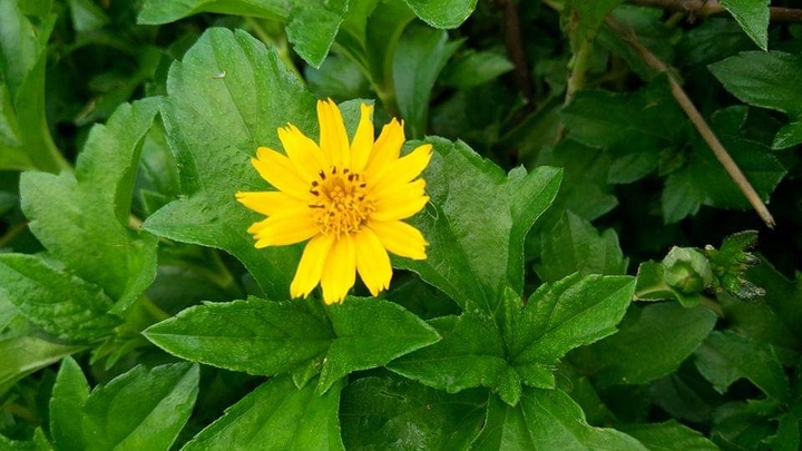 yellow flower
