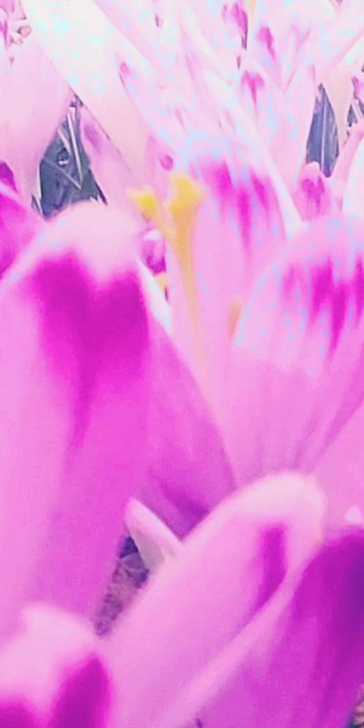 Macro pink flower.