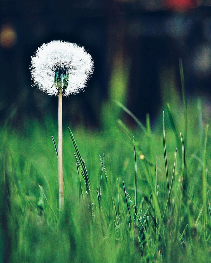 Dandelion