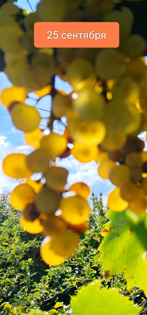тапети Yellow, grape