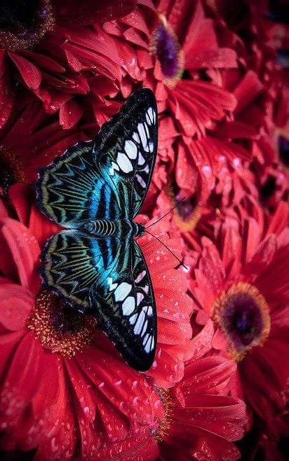 borboleta