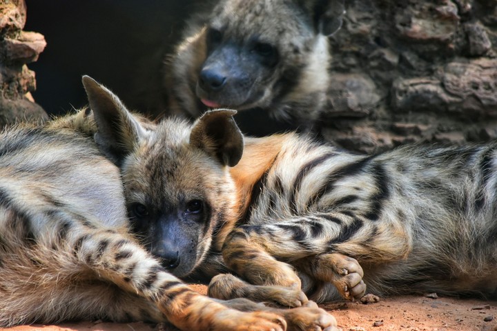 The adorable Hyena.
