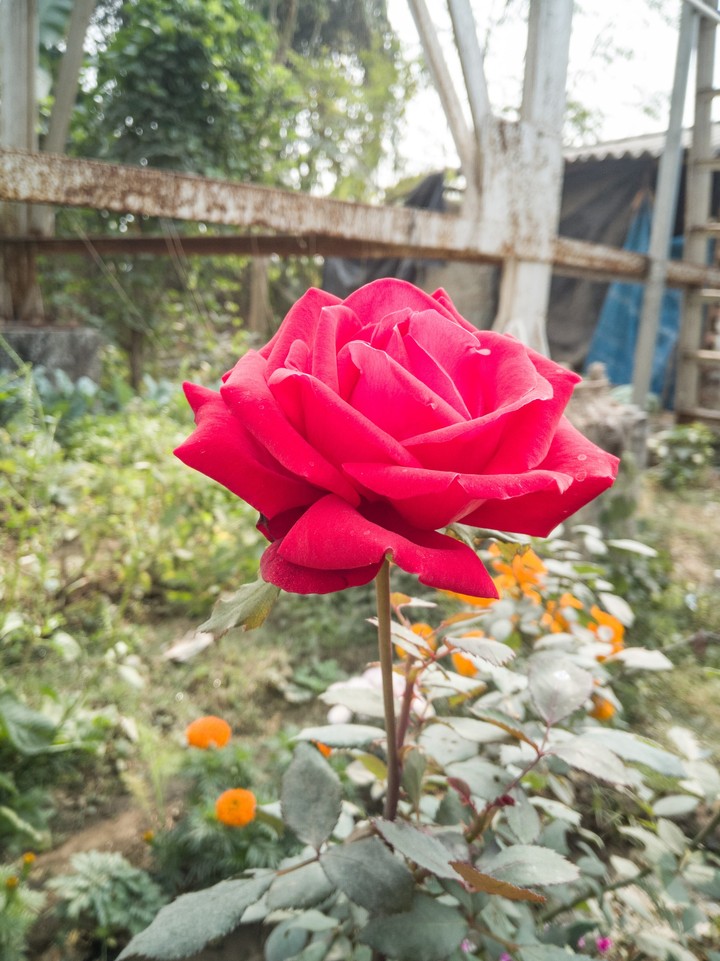 Red rose