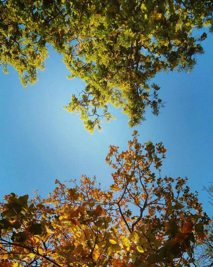 Leaves