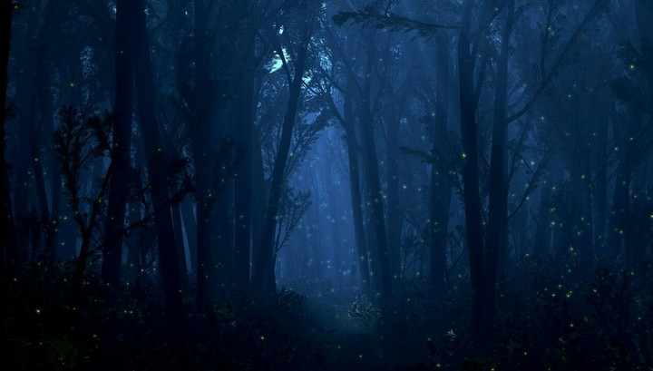 "Night of fireflies".