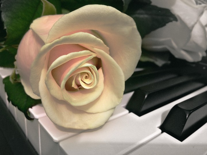 rose and piano