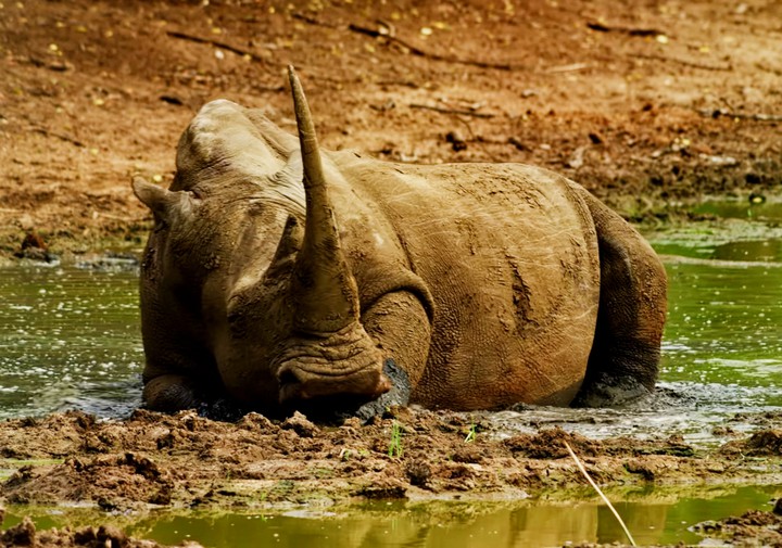 rhino