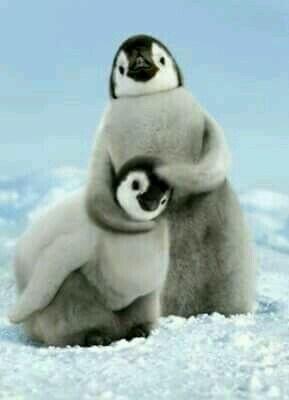 Pingu em fã