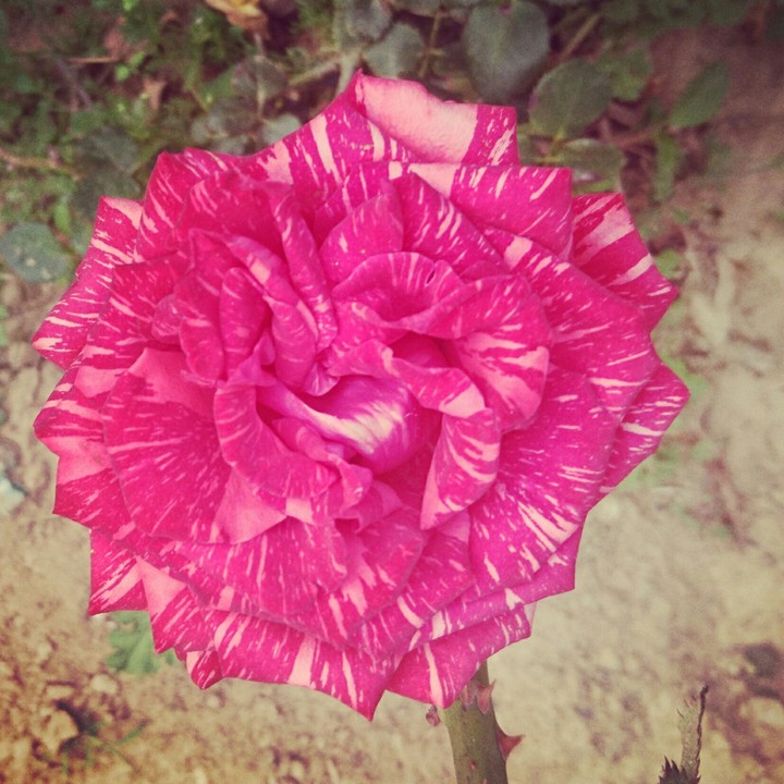 rosa