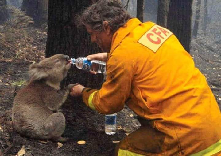 Australian Koala