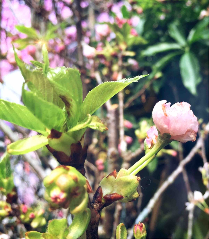 Nụ