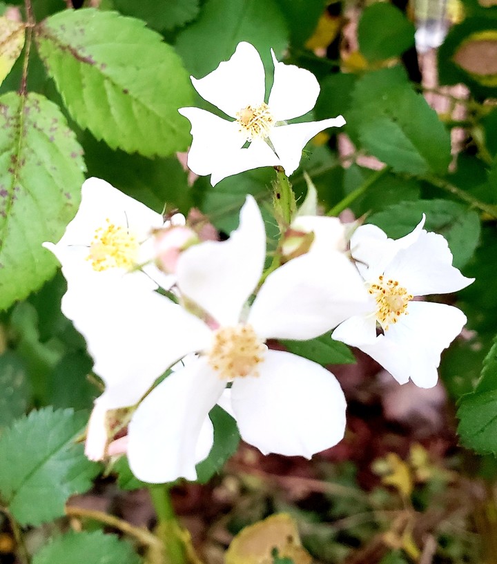White little rose