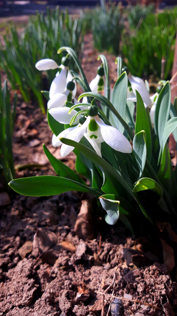 Snowdrop