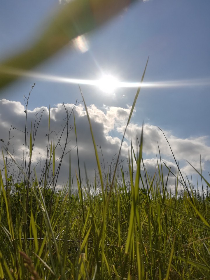 laying in the grassfield