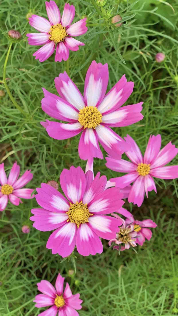 Flowers in my eyes