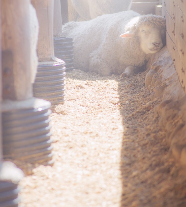 Sleeping sheep