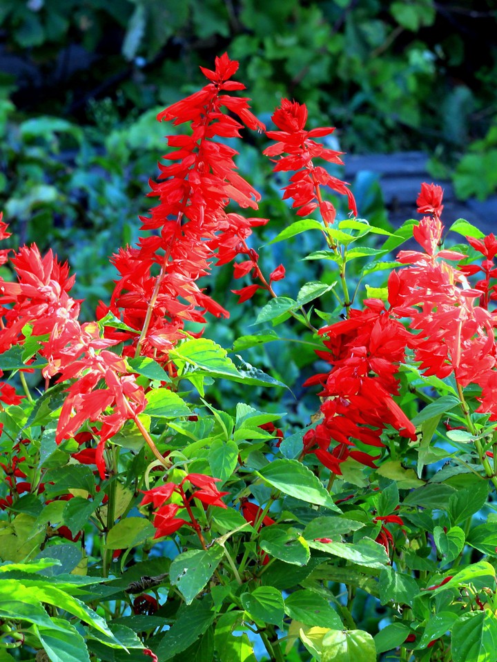 Salvia