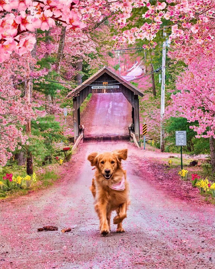 Nature _ Dog