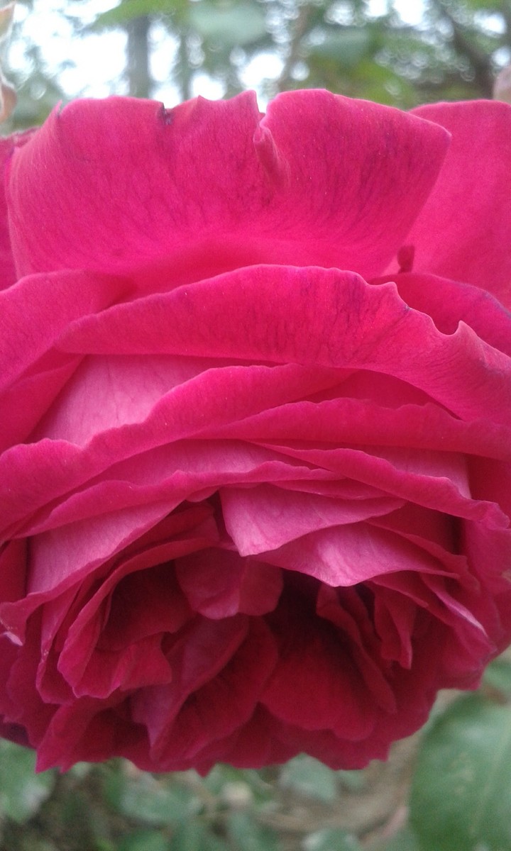 wild rose