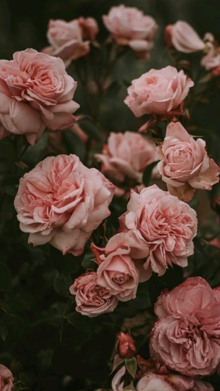 Rosas