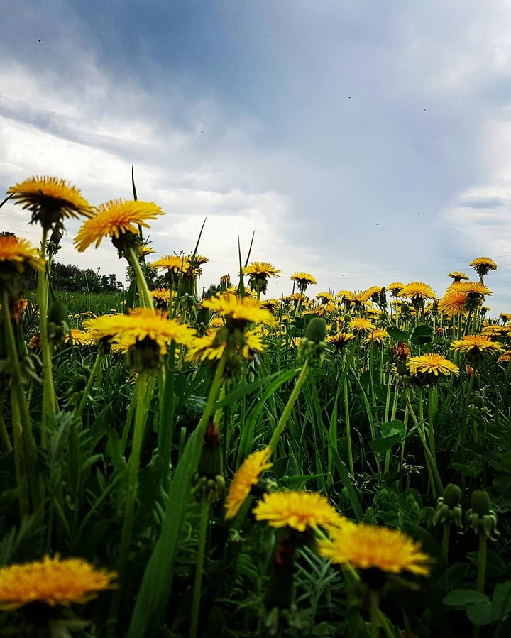 spring