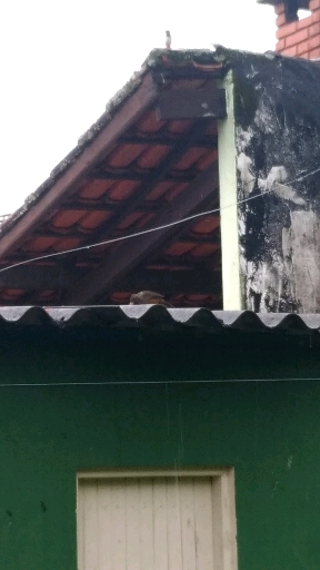 ?? sabiá