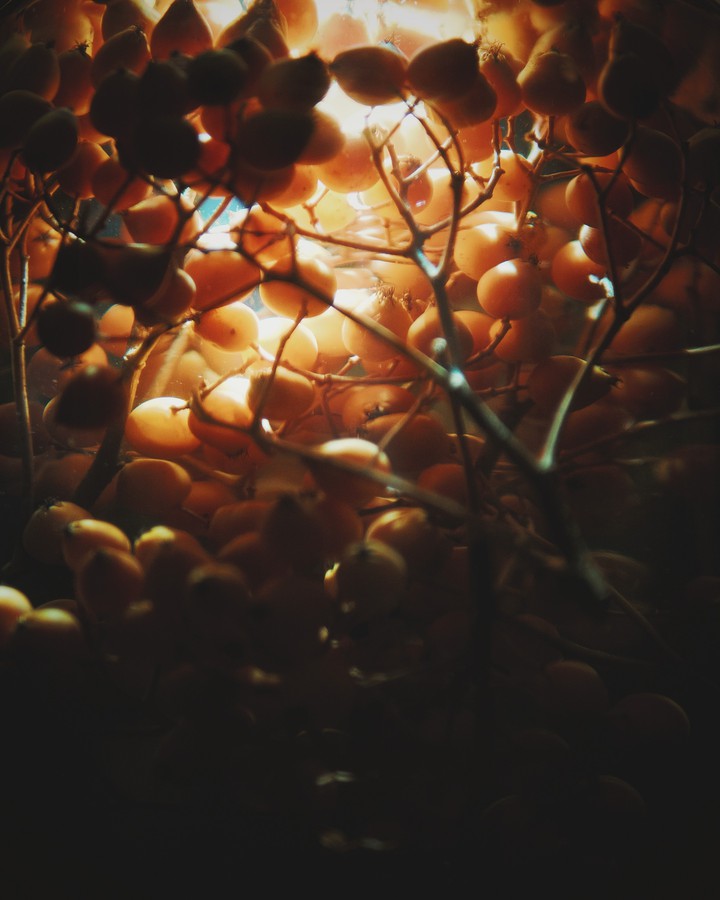 Rowan