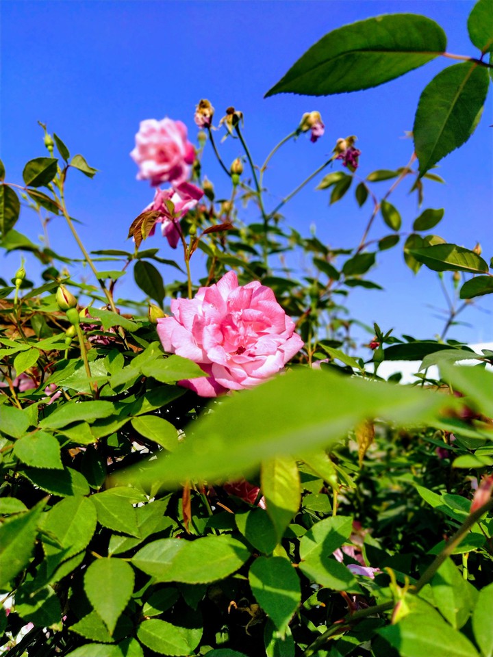 red rose natural