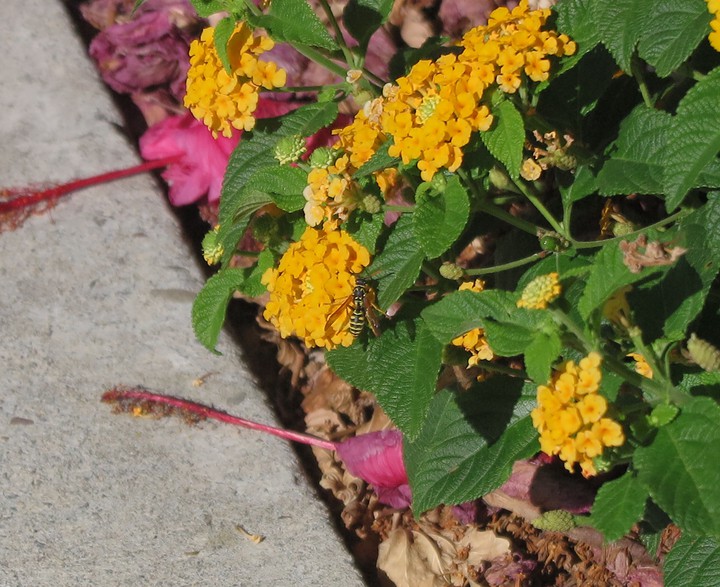 Bee