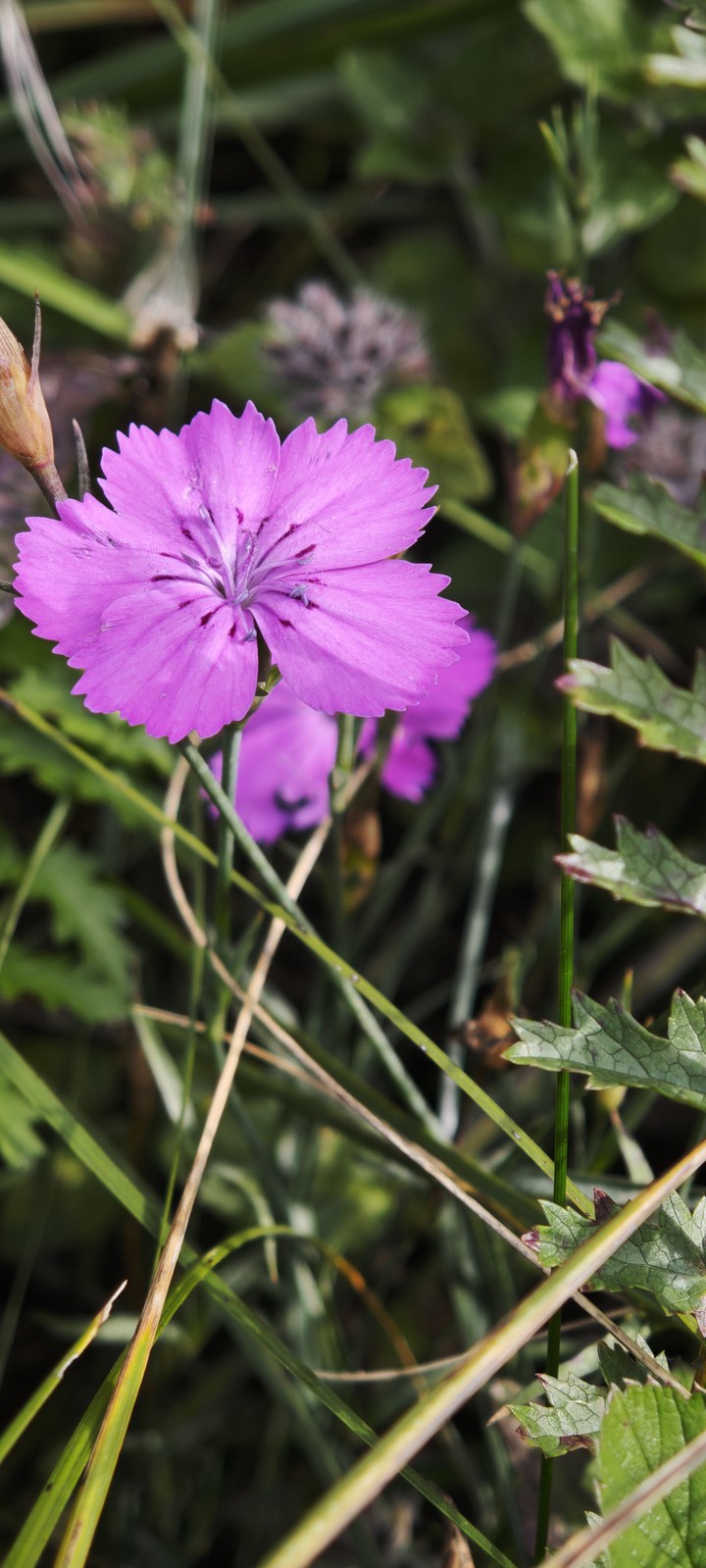 Forest flower