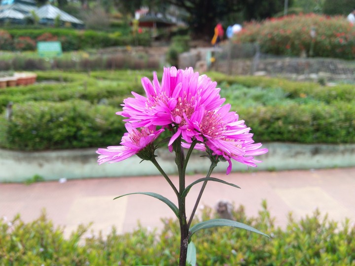 Kodai Flower