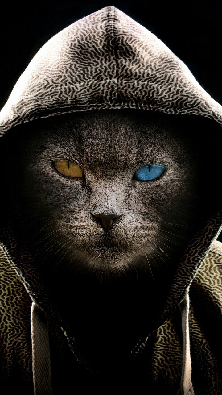 gray cat