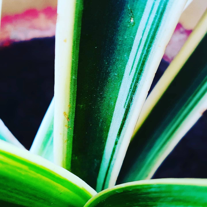 Dark colours of life