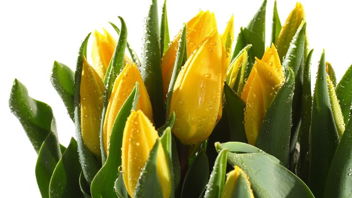 Sunny tulips