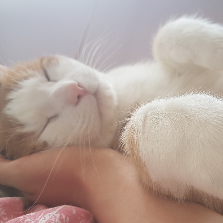 cats