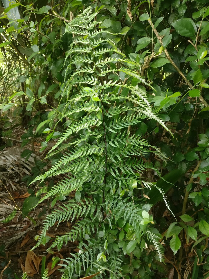 just nature