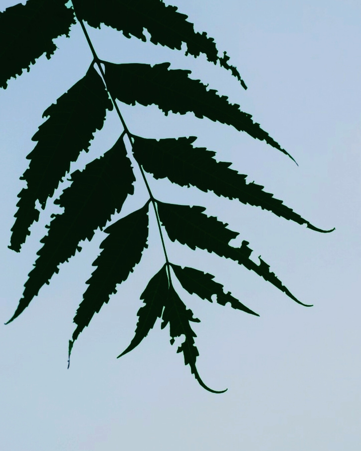 neem