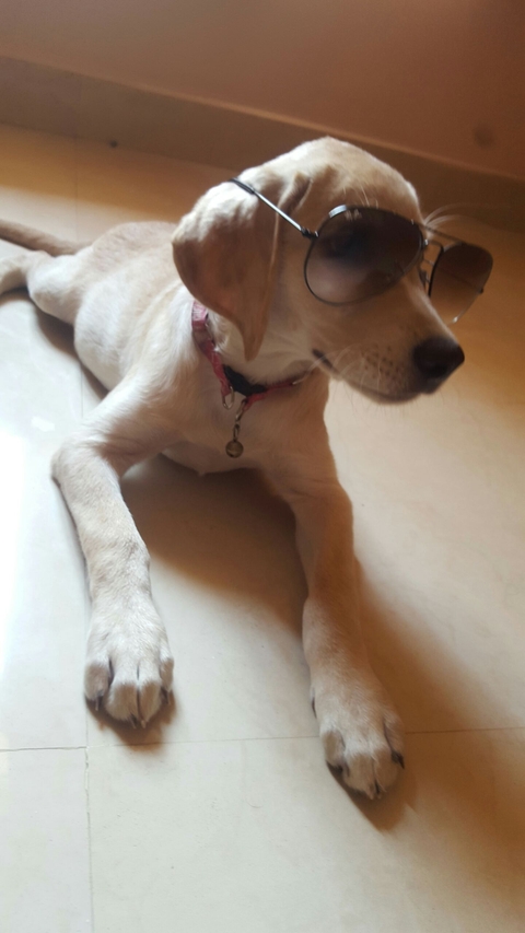 обои terrier, pet
