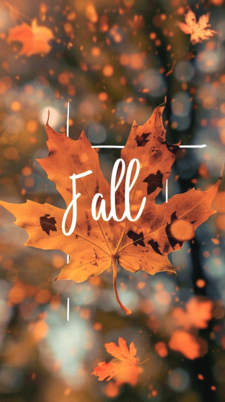 °• Fall •°